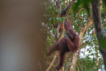 Orangutan (orang-utan) in his natural environment in the rainforest on Borneo (Kalimantan) island with trees and palms behind.