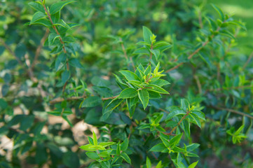 Myrtus or myrtle green shrub