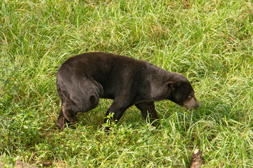 Sun bear (Helarctos malayanus - malaysian bear) in his natural environment in the rainforest on Borneo (Kalimantan) island with grass behind