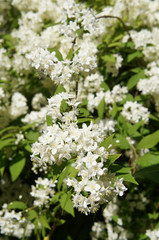 Deutzia lemoinei lemoine green shrub with many white flowers vertical