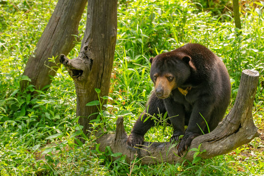 Sun bear (Helarctos malayanus - malaysian bear) in his natural environment in the rainforest on Borneo (Kalimantan) island with grass behind