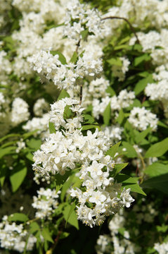 Deutzia lemoinei lemoine green shrub with many white flowers vertical