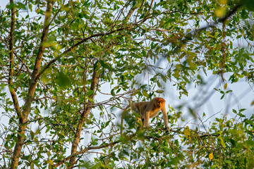 Proboscis monkey (Nasalis larvatus) - long-nosed monkey (dutch monkey) in his natural environment in the rainforest on Borneo (Kalimantan) island with trees and palms behind