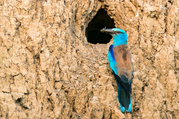 European roller or Coracias garrulus