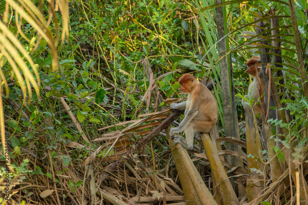 Wall mural proboscis monkey (nasalis larvatus) - long-nosed monkey (dutch monkey) in his natural environment in