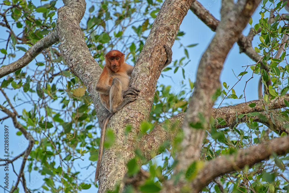 Wall mural proboscis monkey (nasalis larvatus) - long-nosed monkey (dutch monkey) in his natural environment in