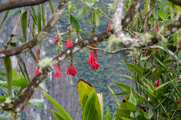 Fuchsia boliviana is a species native to southern Peru producing exotic hanging clusters of four inch flowers in a combination of pure white and fluorescent red. Inca trail flowers. No people