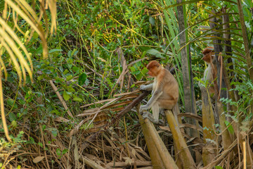 Proboscis monkey (Nasalis larvatus) - long-nosed monkey (dutch monkey) in his natural environment in the rainforest on Borneo (Kalimantan) island with trees and palms behind