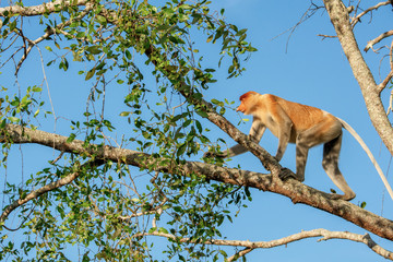 Proboscis monkey (Nasalis larvatus) - long-nosed monkey (dutch monkey) in his natural environment in the rainforest on Borneo (Kalimantan) island with trees and palms behind