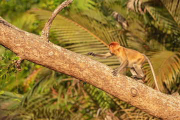 Proboscis monkey (Nasalis larvatus) - long-nosed monkey (dutch monkey) in his natural environment in the rainforest on Borneo (Kalimantan) island with trees and palms behind