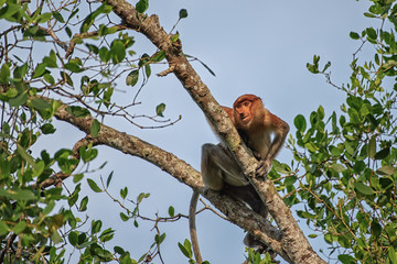 Proboscis monkey (Nasalis larvatus) - long-nosed monkey (dutch monkey) in his natural environment in the rainforest on Borneo (Kalimantan) island with trees and palms behind