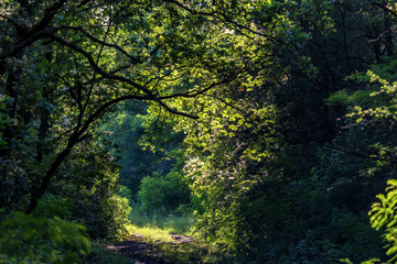 Fototapeta na wymiar Walking path in summer forest on sunny day