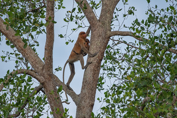 Proboscis monkey (Nasalis larvatus) - long-nosed monkey (dutch monkey) in his natural environment in the rainforest on Borneo (Kalimantan) island with trees and palms behind