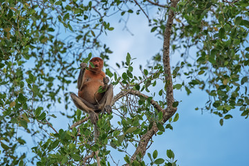 Proboscis monkey (Nasalis larvatus) - long-nosed monkey (dutch monkey) in his natural environment in the rainforest on Borneo (Kalimantan) island with trees and palms behind