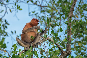 Fototapeta premium Proboscis monkey (Nasalis larvatus) - long-nosed monkey (dutch monkey) in his natural environment in the rainforest on Borneo (Kalimantan) island with trees and palms behind