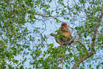 Proboscis monkey (Nasalis larvatus) - long-nosed monkey (dutch monkey) in his natural environment in the rainforest on Borneo (Kalimantan) island with trees and palms behind