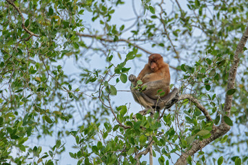 Proboscis monkey (Nasalis larvatus) - long-nosed monkey (dutch monkey) in his natural environment in the rainforest on Borneo (Kalimantan) island with trees and palms behind