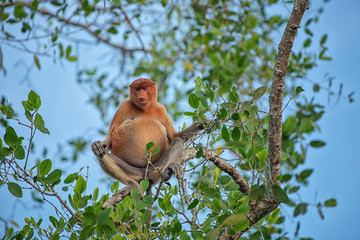 Proboscis monkey (Nasalis larvatus) - long-nosed monkey (dutch monkey) in his natural environment in the rainforest on Borneo (Kalimantan) island with trees and palms behind