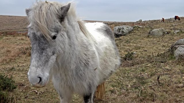 Cinemagraph of wild dartmoor pony standing on the mountain