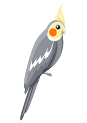 Cockatiel parrot bird. Parrot on branch posters, children books illustrating. Tropical bird cartoon style. Isolated on white background