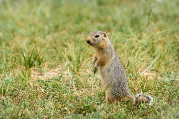 gopher stands grass steppe rodent