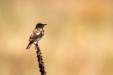 Female Europian stonechat or Saxicola rubicola