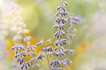 Lavender background.