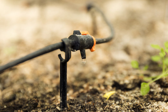 Sprinkler Systems, Drip Irrigation, Watering Greenhouse And Garden. Gardening Concept