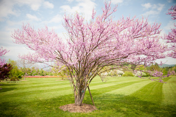 Cercis griffithii (Eastern redbud) is a large deciduous shrub or small tree, native to eastern...