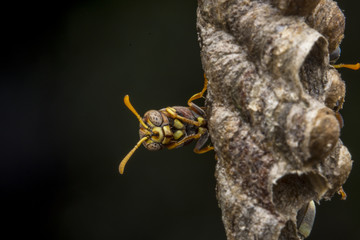 Ropalidia fasciata- paper wasp