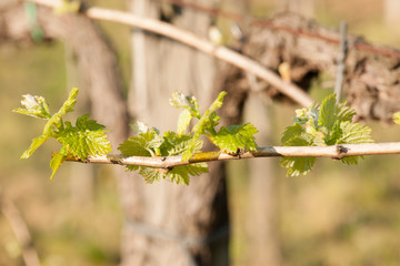 Branch of vine  with first green leaves in vineyard in early spring