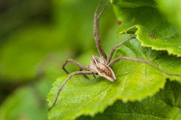 closeup of spider on plant leaf in the garden
