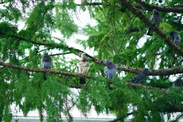 pigeons on a branch in the garden