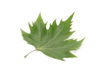 Plane tree, sycamore leaf isolated on white background