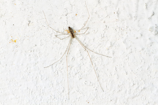 Pholcus phalangioides. Araña de patas largas, en una pared blanca.