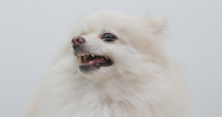 Fototapeta premium White Pomeranian dog feeling angry