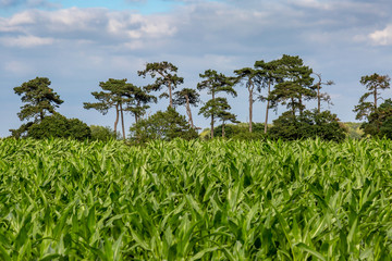 Trees and Crops