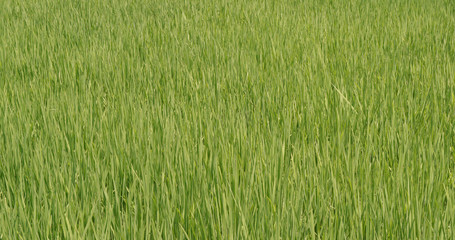 Obraz na płótnie Canvas Fresh Paddy rice field in Taiwan, Yilan