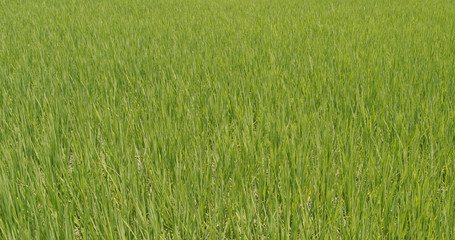 Paddy rice field in Taiwan, Yilan