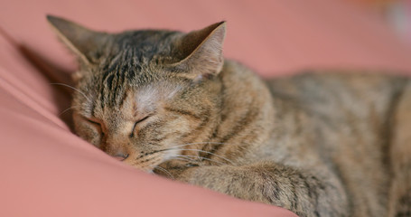 Adorable lovely cat sleeping
