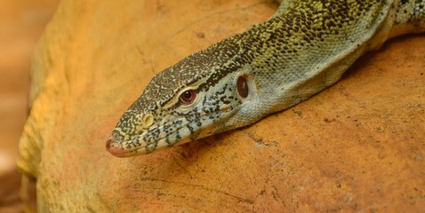 Varan