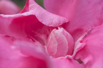 closeup of pink flower of oleander in a garden
