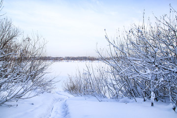 Snow covered tress in a winter