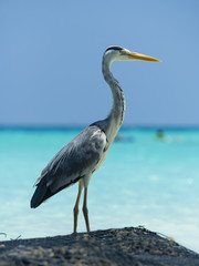 Fischreiher (Ardea cinerea) steht in einer Lagune in Unfernähe und wartet auf Beute, Kuramathi,...