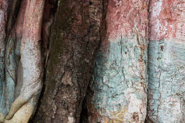 Faded bands of colourful paint on a tree trunk, Pokhara, Nepal