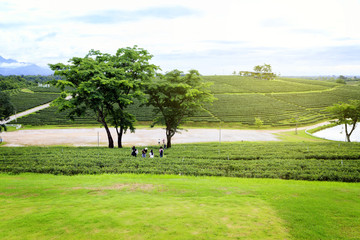 Tea field at Chiangrai with sunshine in the morning