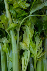 Obraz premium City market stall with fresh celery. Rome. Europe. No people.