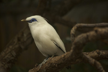 Bali myna (Leucopsar rothschildi).