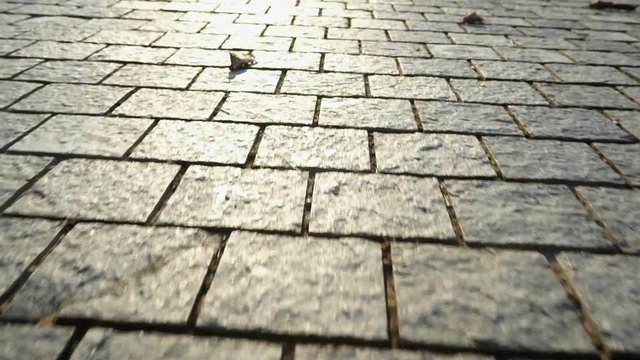 Pavement made of stone. Beautiful garden walkway