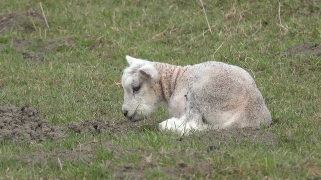 white lambs lying on pasture